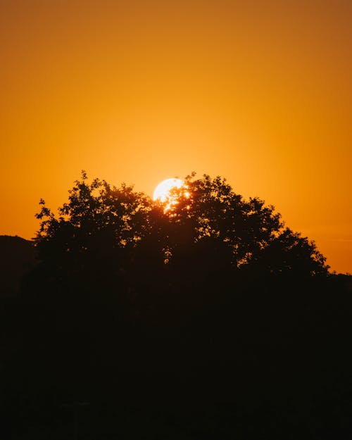Free A Tree with Sunset  Stock Photo