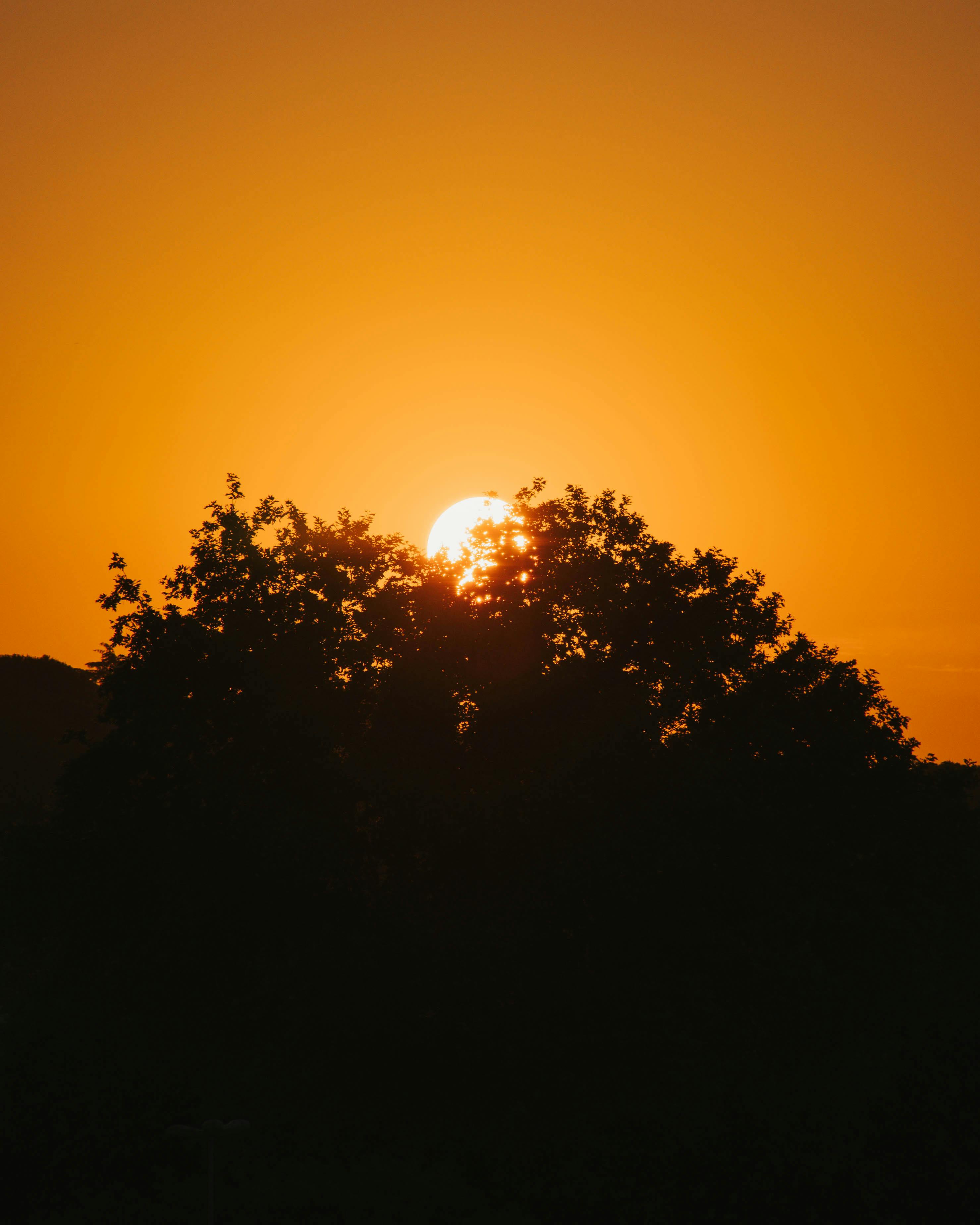 Brown Trees during Sunset · Free Stock Photo