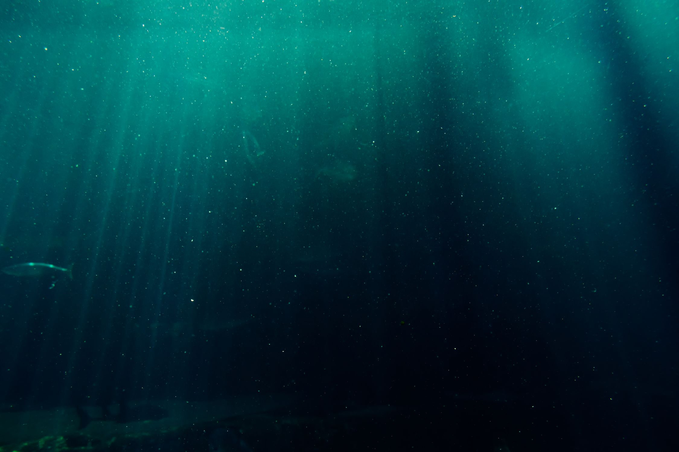 Underwater Photography Of Deep Sea Free Stock Photo Underwater Photography Of Deep Sea Free Stock Photo