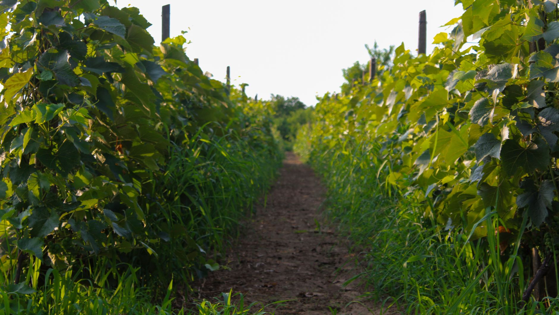 Aerial rows of green vineyard
