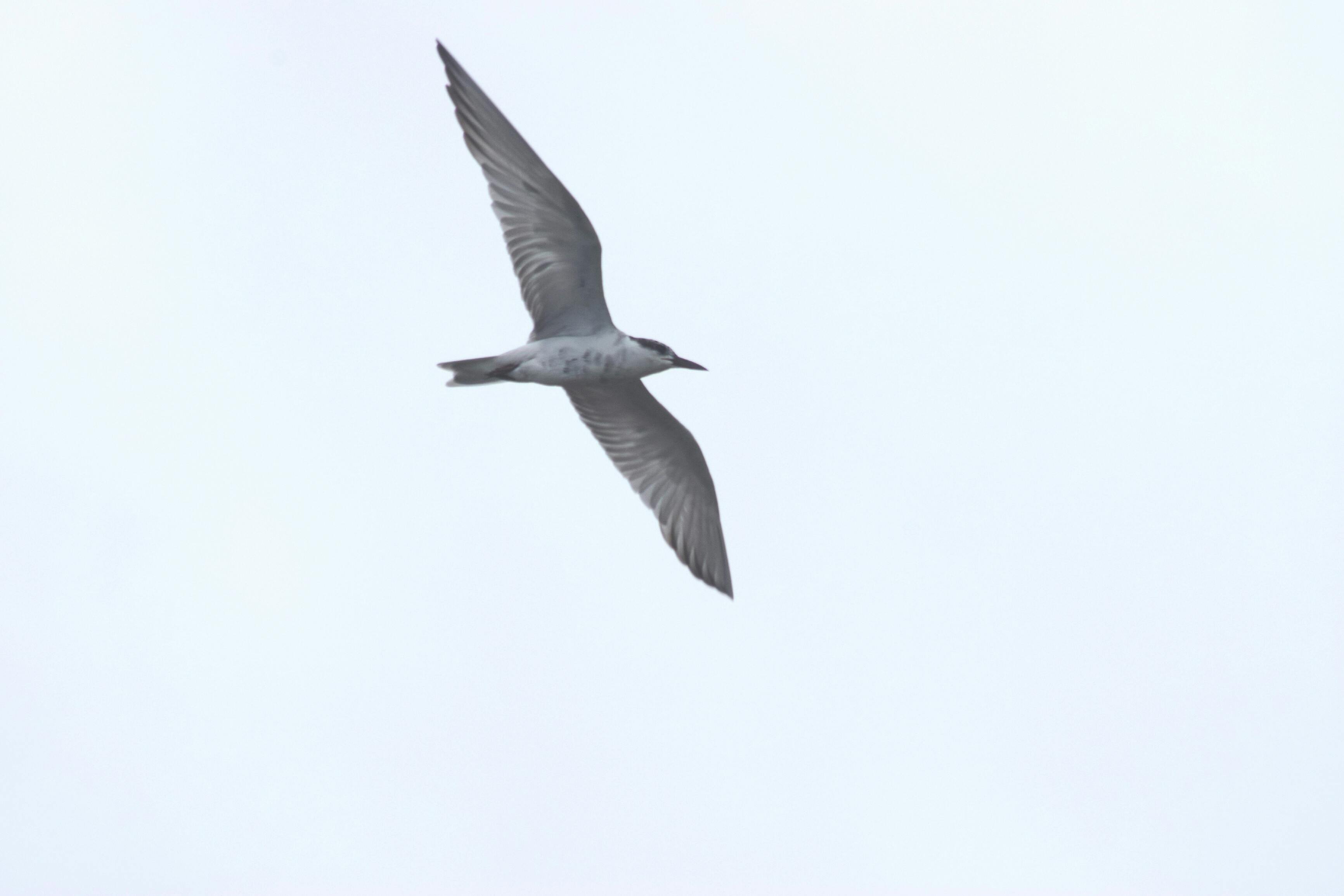 Free stock photo of animal, animal photography, bird flying