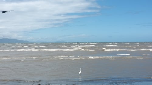 새, 하늘, 해변의 무료 스톡 사진