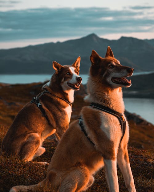 Fotos de stock gratuitas de adorable, animales domésticos, canino