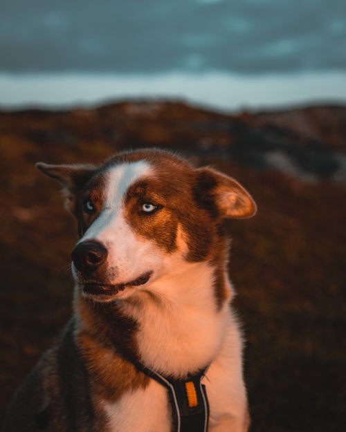 Free A Siberian Husky enjoys the serene outdoors of Sommarøy, Norway at sunset. Stock Photo