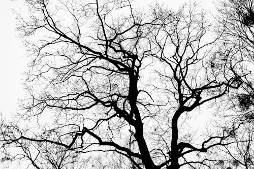Gratis Foto stok gratis bayangan hitam, cabang, grayscale Foto Stok