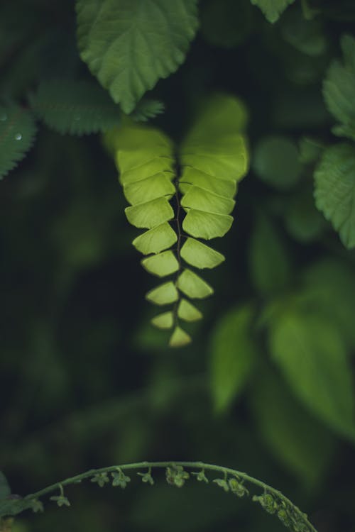 Kostenloses Stock Foto zu blätter, botanisch, farn