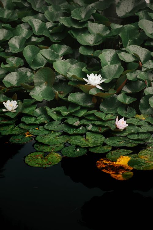Free Lush green lily pads with blooming white waterlilies on a tranquil pond surface. Stock Photo