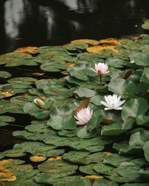 Water Lilly Flowers and Leaves in a Pond