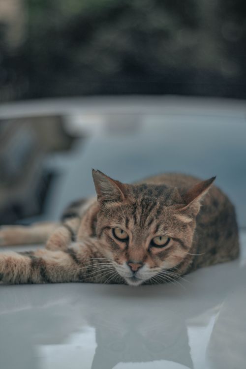 Free A tabby cat relaxing on a car hood with a blurred background, showcasing its whiskers and expressive eyes. Stock Photo