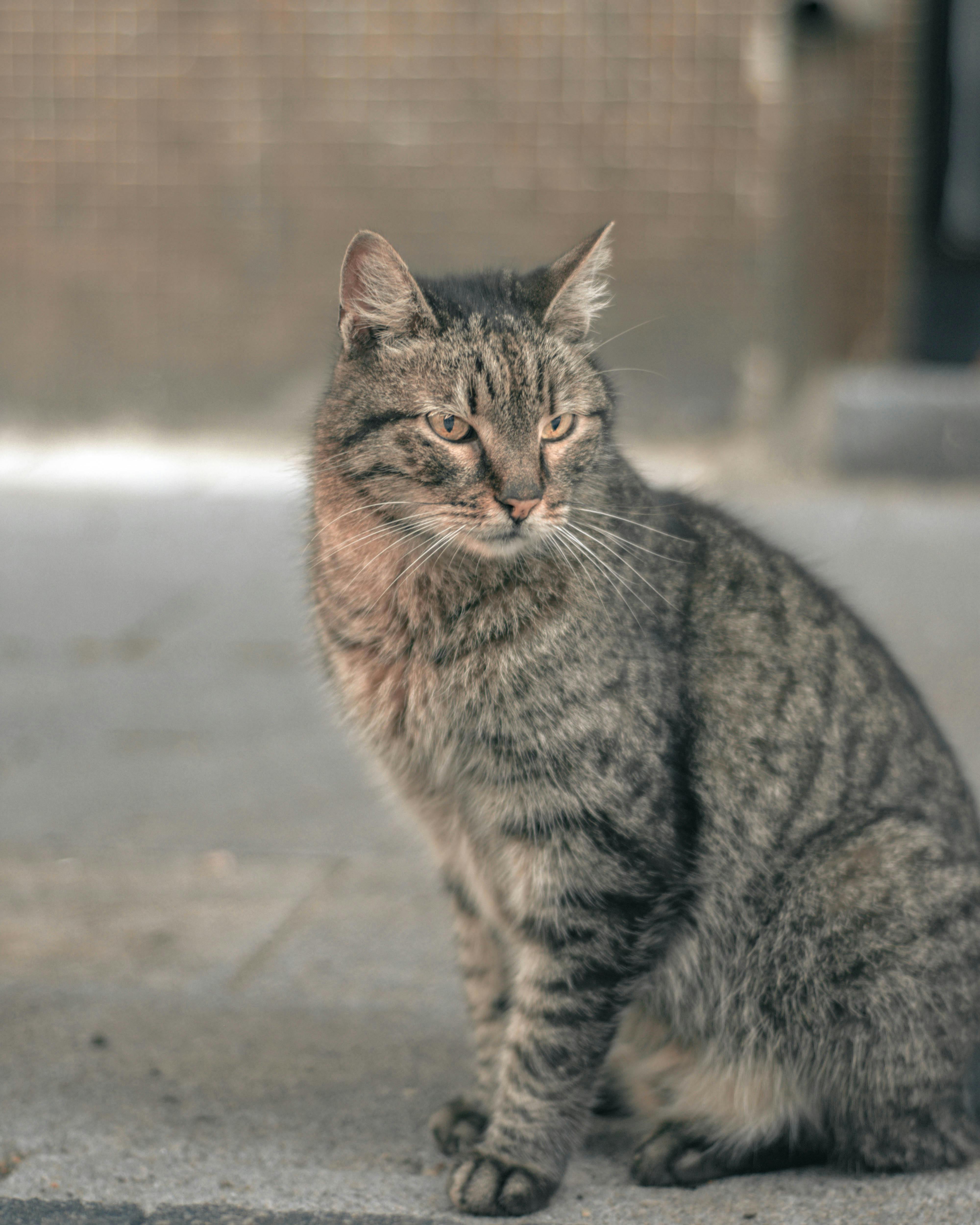 Photography of Orange Brown and White Face of Cat · Free Stock Photo