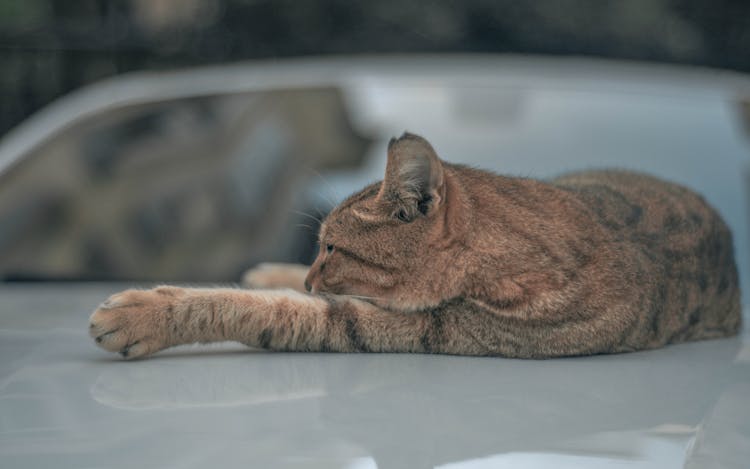 Fluffy Cat Lying On Car Hood