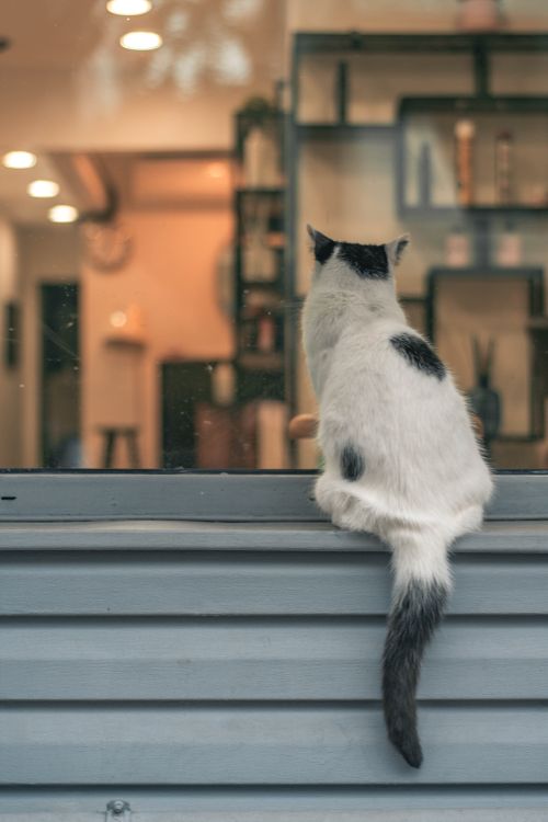 Free A cute cat with distinctive spots sits elegantly on a windowsill, peering into a cozy indoor space. Stock Photo