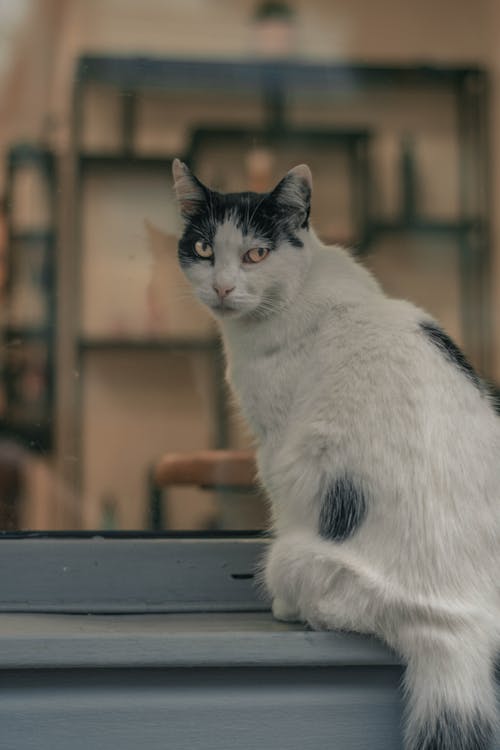 Základová fotografie zdarma na téma domácí mazlíček, kočka, okenní parapet