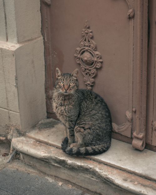 Free A curious tabby cat sits beside an ornate, vintage door, gazing intently. Stock Photo