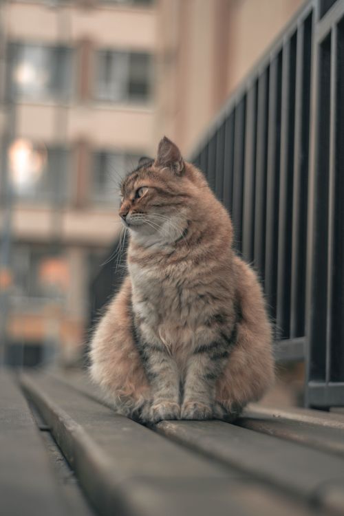 Free Calm fluffy cat sitting on a street bench, gazing away, captured in a vertical shot. Stock Photo