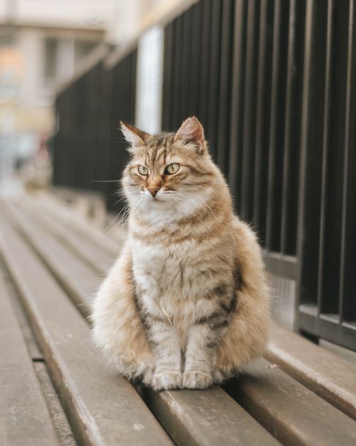 Free Charming tabby cat sitting on a bench near a footpath, captured in a serene outdoor setting. Stock Photo