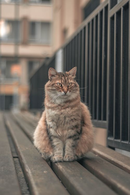 Free A fluffy cat calmly sitting on a wooden bench in a cityscape, offering a serene urban pet scene. Stock Photo