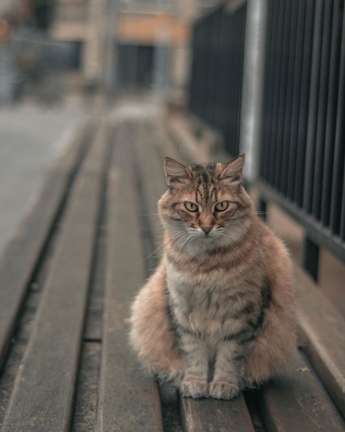 Free A cute fluffy cat sits gracefully on a wooden bench outdoors, showcasing its beauty. Stock Photo