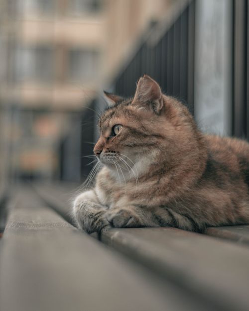 Free A tranquil scene of a cat lying on a wooden bench, focusing on the world around. Stock Photo