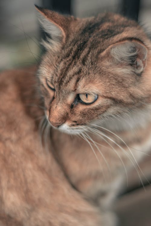 갈색 고양이, 눈, 동물의 무료 스톡 사진
