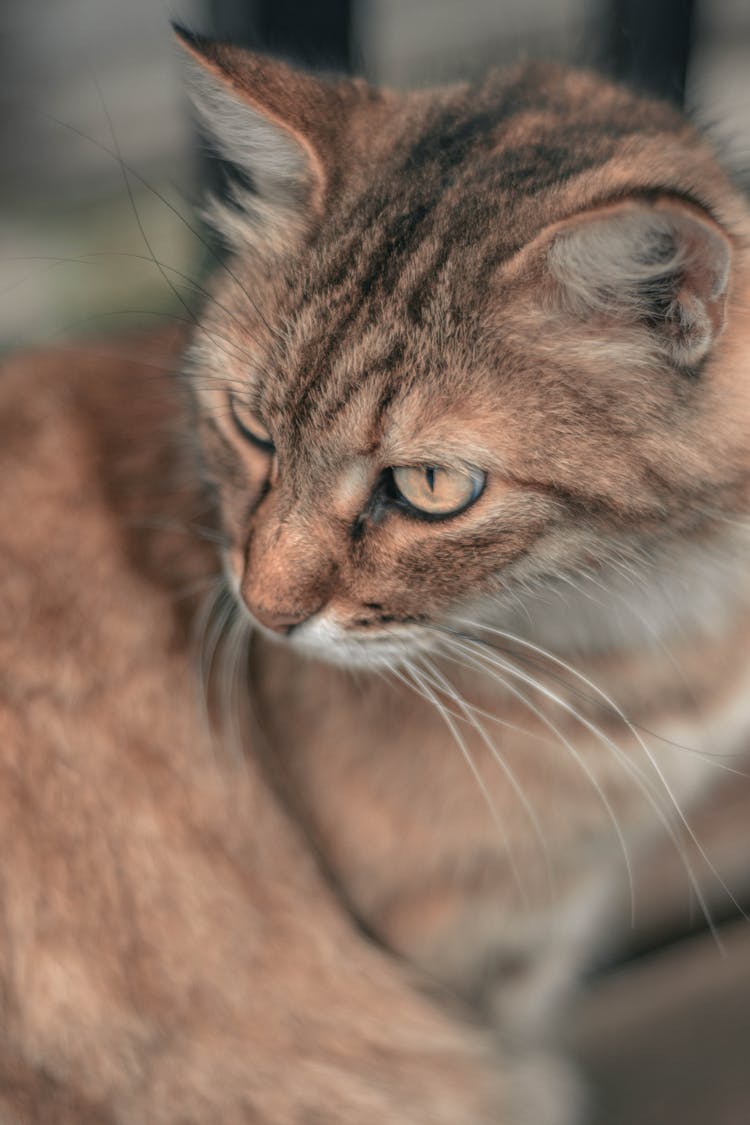 Brown Cat 