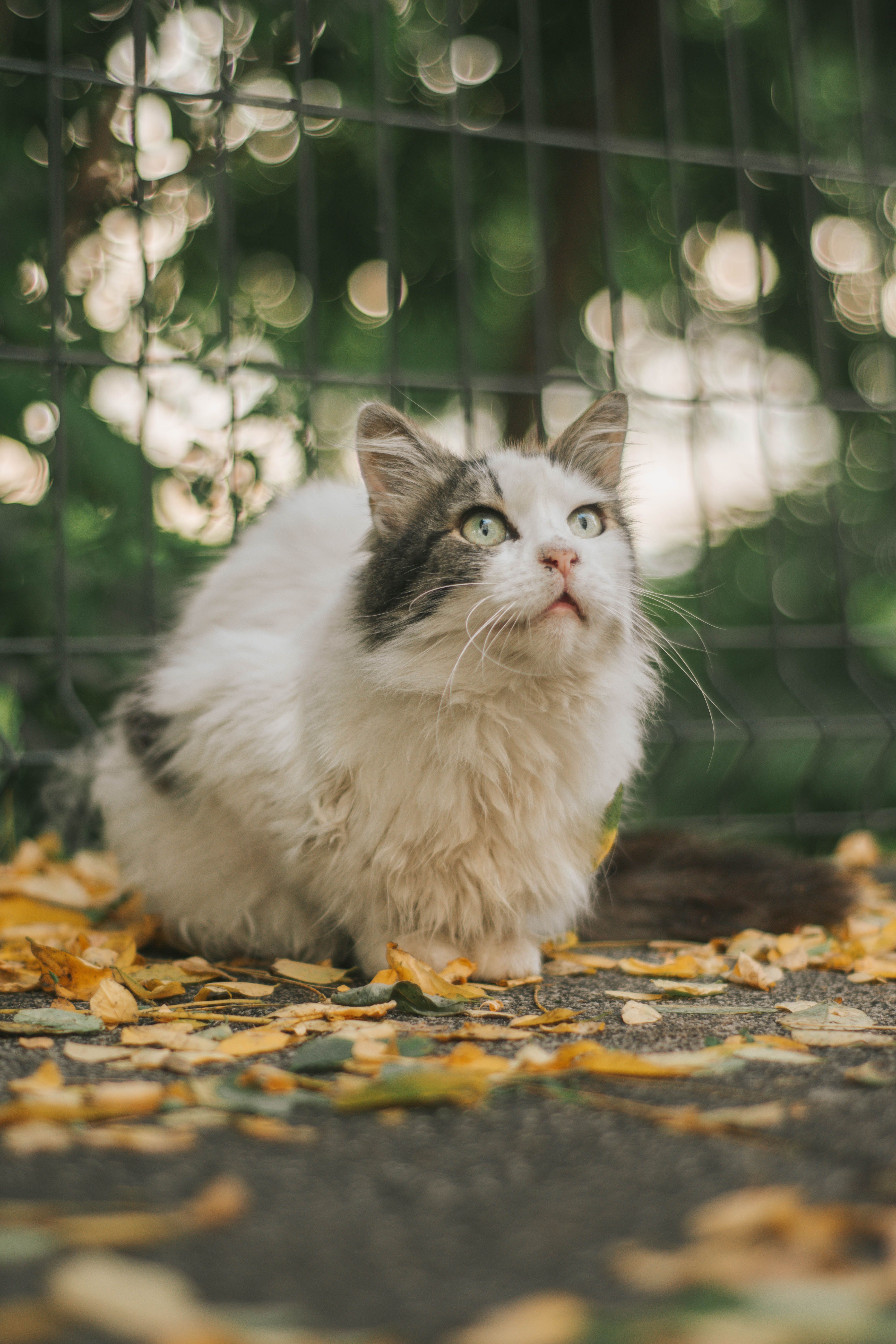 Fluffy Cat Sitting on Autumn Ground · Free Stock Photo