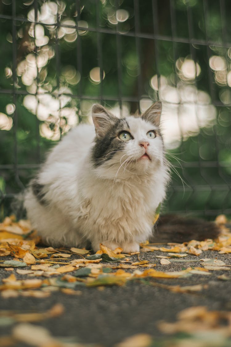 Fluffy Cat Sitting On Autumn Ground