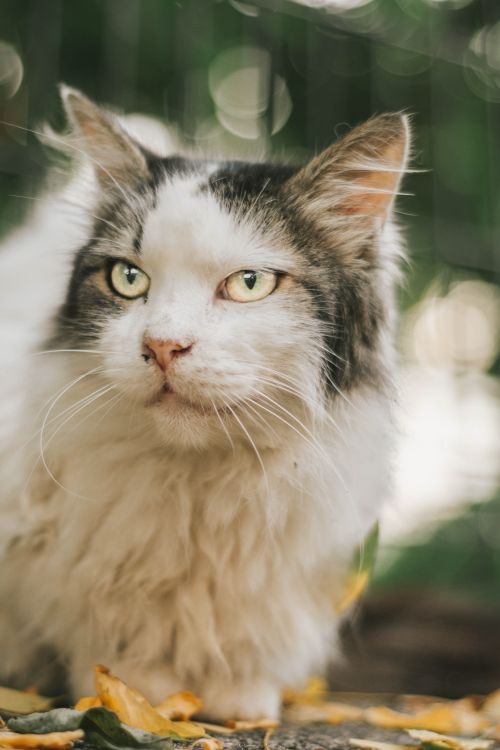 Free A detailed portrait of a fluffy Maine Coon cat with bokeh background. Perfect for pet lovers. Stock Photo