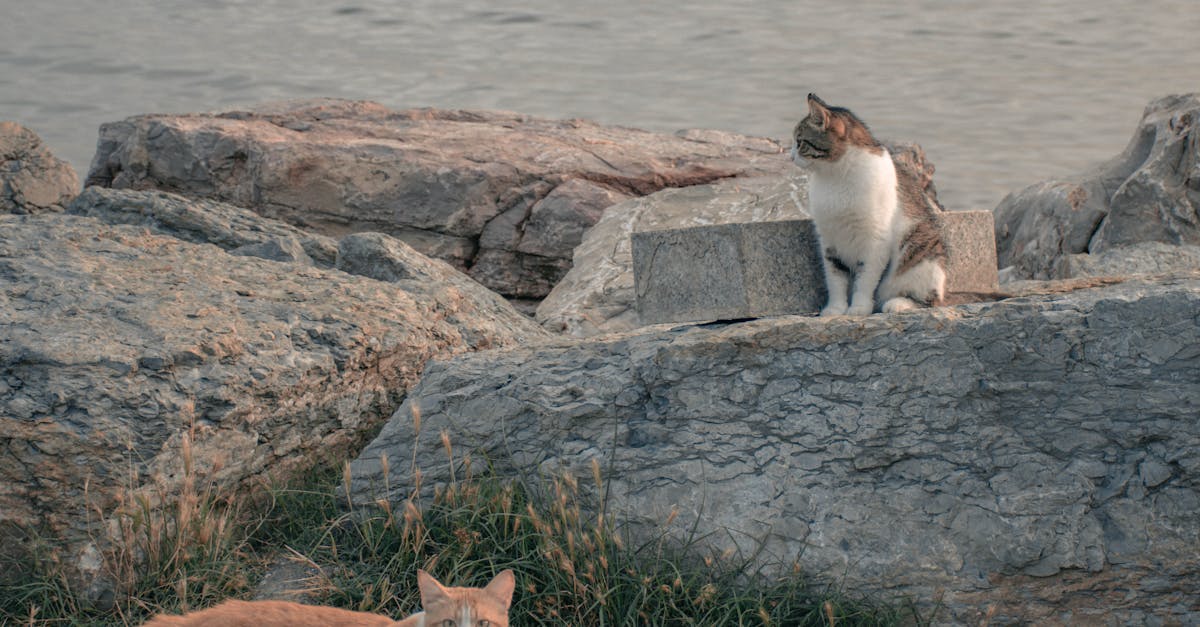 How to train cats with treats