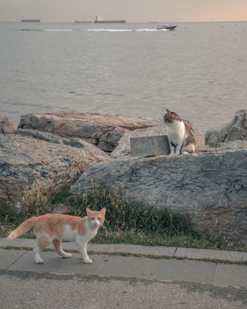 Free Two stray cats on rocky shore with ships sailing in the background, serene seascape at sunset. Stock Photo