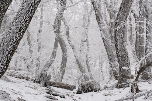 免费 冬季, 天性, 森林 的 免费素材图片 素材图片