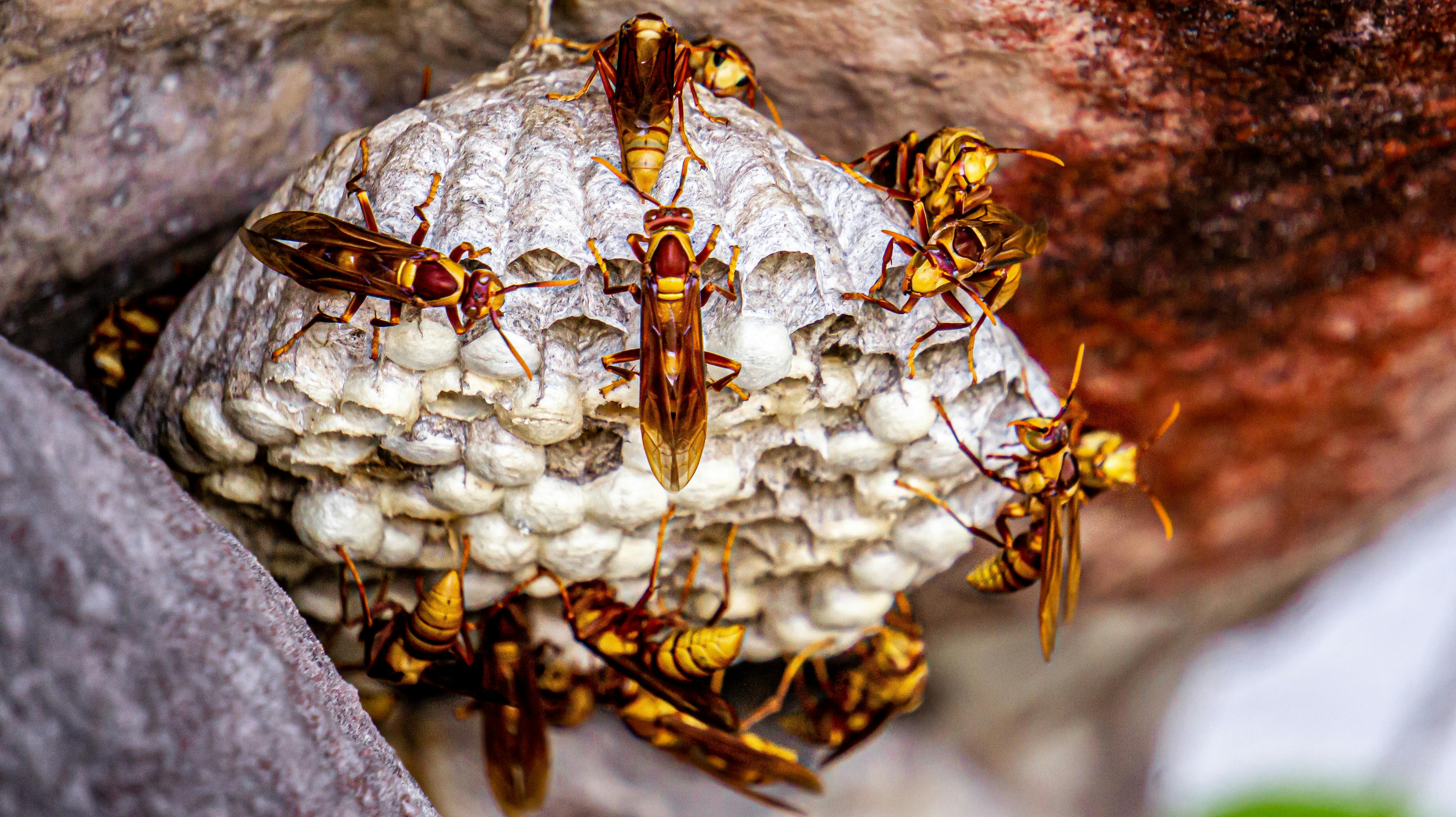 Detailed view of wasps building a nest in Brazil, showcasing natural insect behavior.