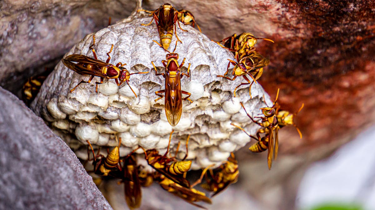Wasps on nest — yellow jacket nest close-up