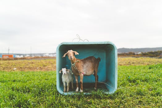 A mother goat and her kid resting inside a container on a lush green pasture.