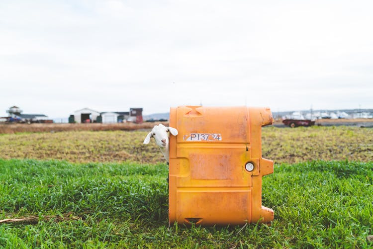 Sheep Behind Container