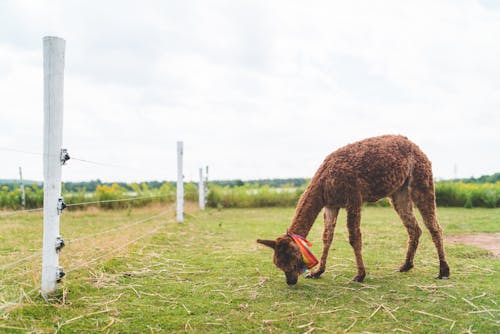 Fotobanka s bezplatnými fotkami na tému alpaka, exteriéry, hracie pole