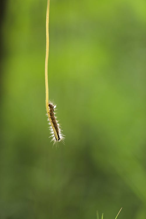 Selective Focus Photo of a Caterpillar on a Green Stem