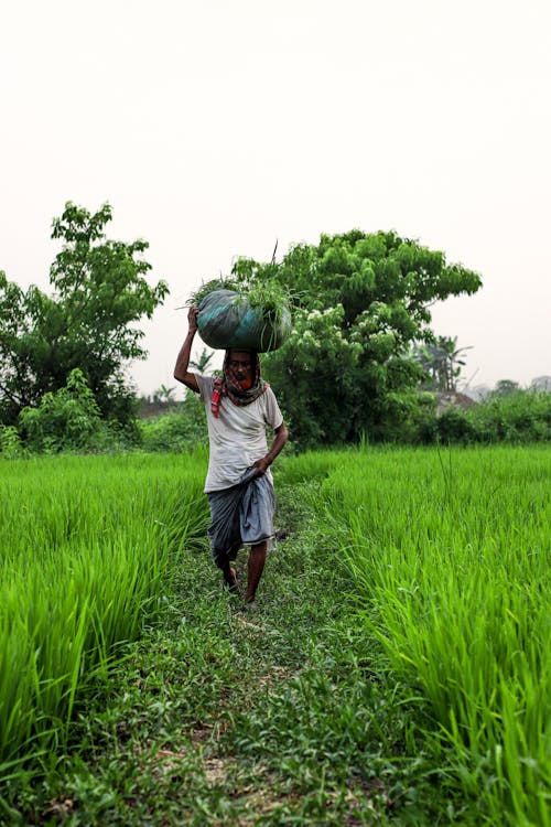 Δωρεάν στοκ φωτογραφιών με αγρόκτημα, αγρότης, άνδρας Φωτογραφία από στοκ φωτογραφιών