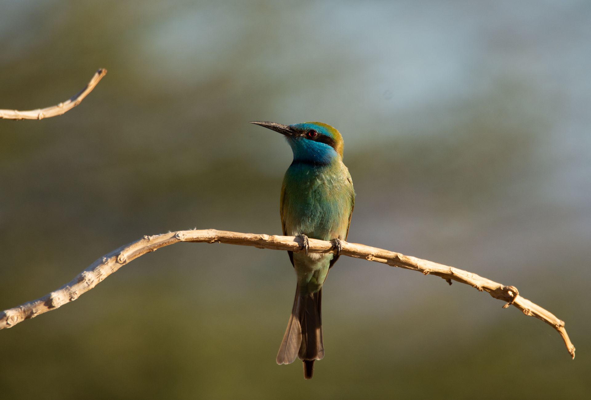 Close-up of an Asian green bee-eater bird perched on a branch in nature.