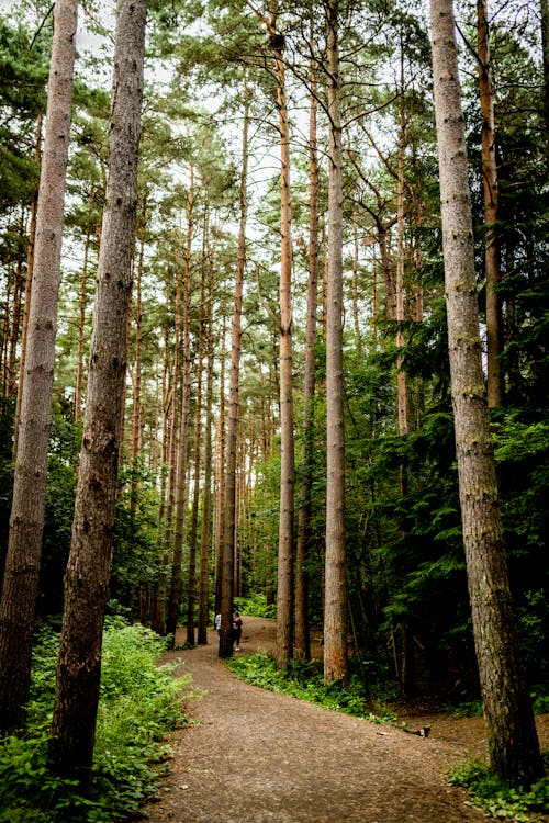 Free A Path Between Green Trees Stock Photo