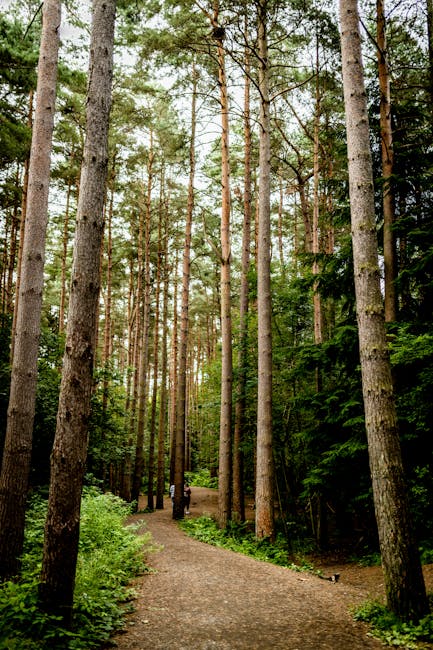 Bukit Kiara Park: A Haven for Hikers and Bikers Bukit Kiara Park: A Haven for Hikers and Bikers