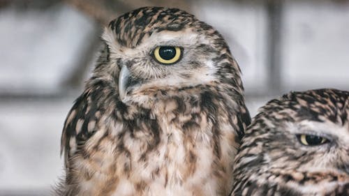 Brown and Black Owl in Close Up Photography