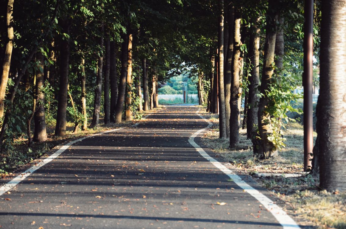 Path and Trees · Free Stock Photo