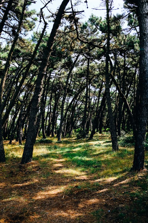 Gratuit Imagine de stoc gratuită din arbori, crengi de copac, fotografiere verticală Fotografie de stoc