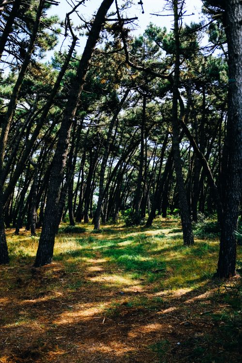 Free A tranquil forest path with sunlit trees and lush greenery creating natural patterns. Stock Photo