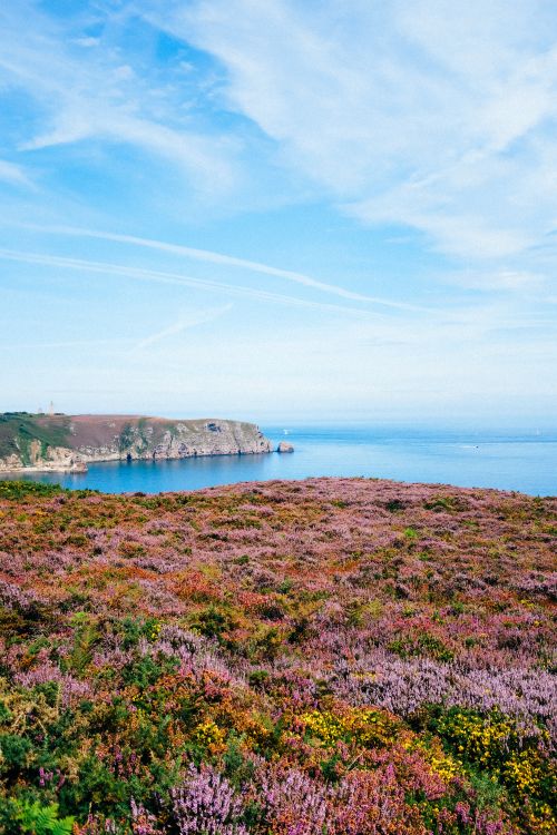 Free Vibrant flower field by the sea with cliffs under a clear blue sky. Stock Photo