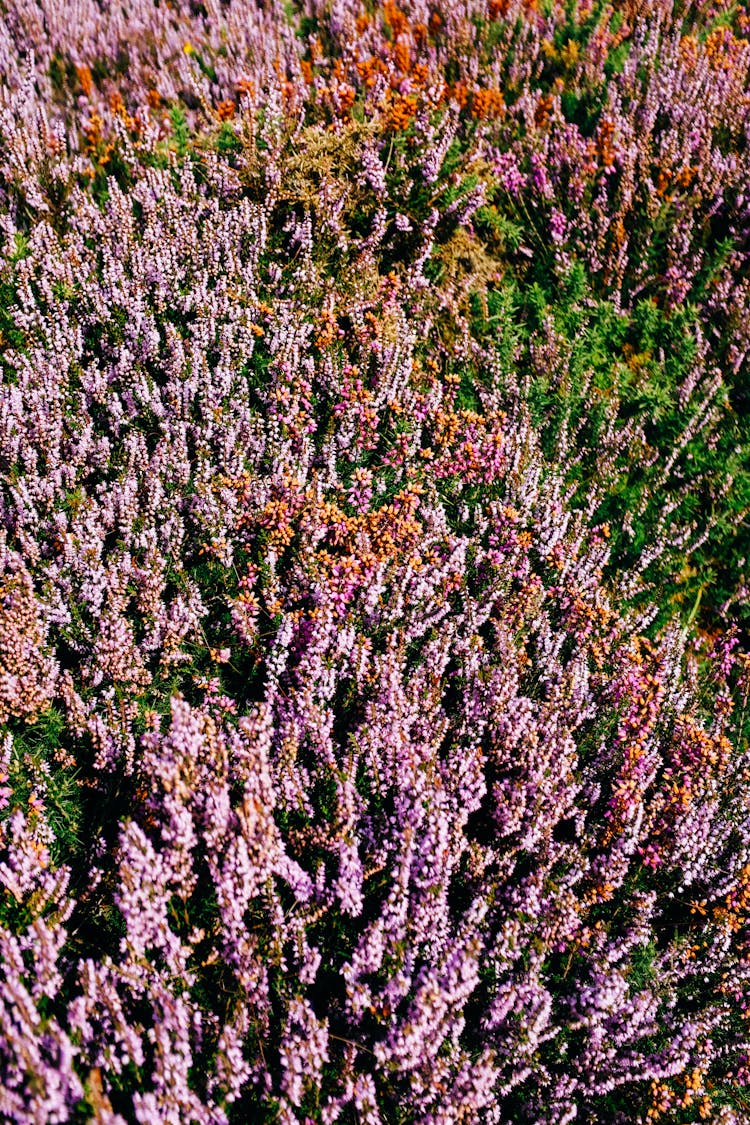 Heather Bushes In Bloom 