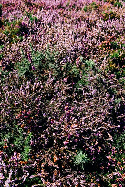 Kostnadsfri bild av blommor, fält, hög vinkel