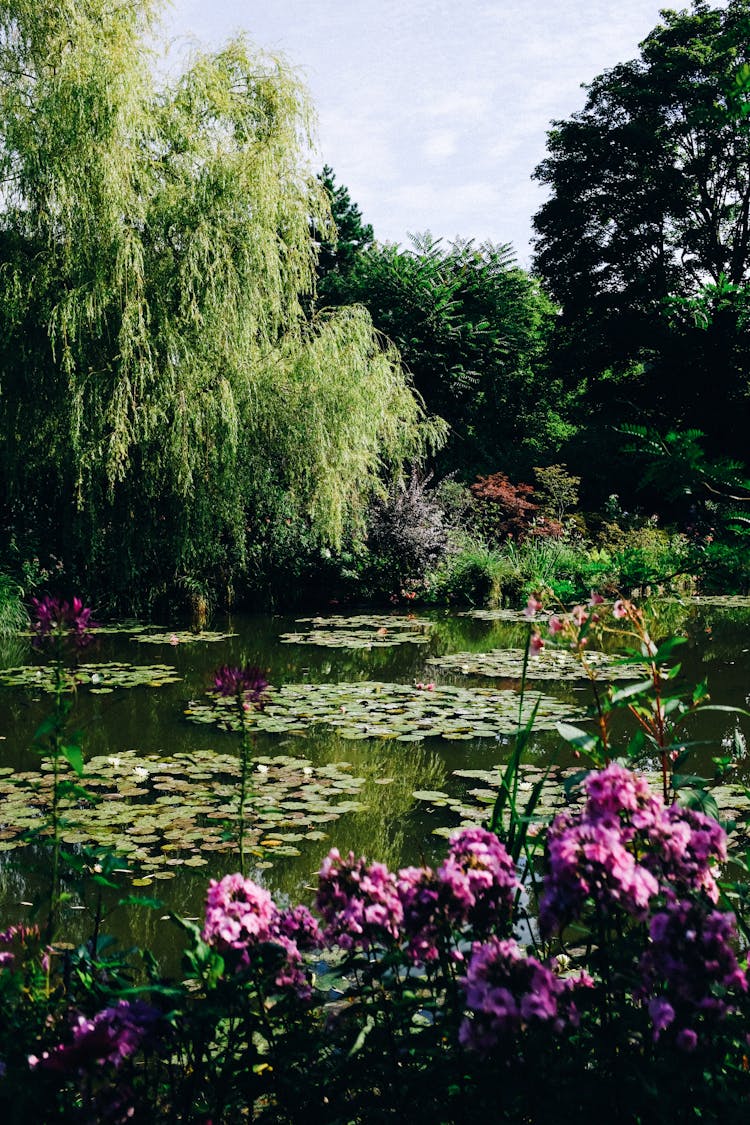 Flowers Growing In Garden With Lake