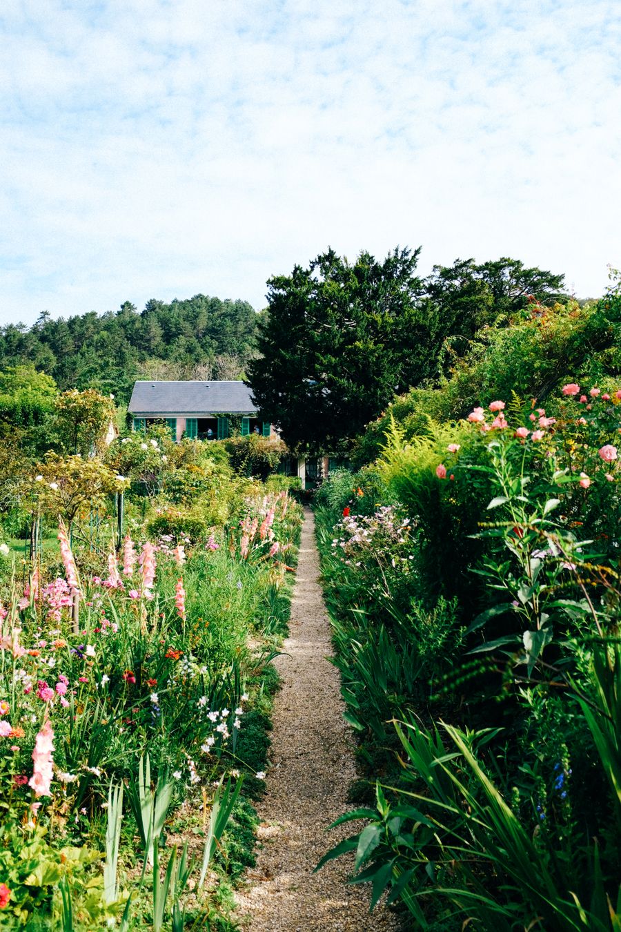 Clear garden path through established planting